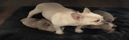 French Bulldog dogs for sale:  Perfect French Bulldog Puppies in London - Advert 3