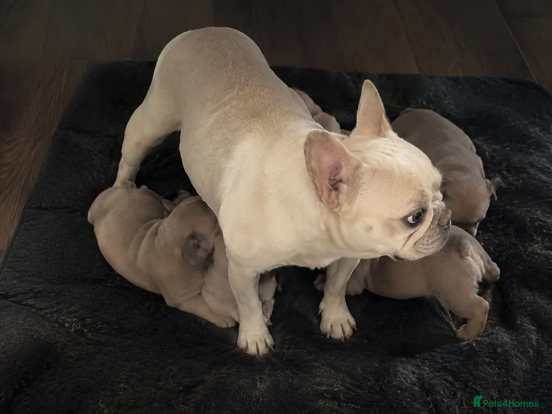 French Bulldog dogs for sale:  Perfect French Bulldog Puppies in London - Advert 3