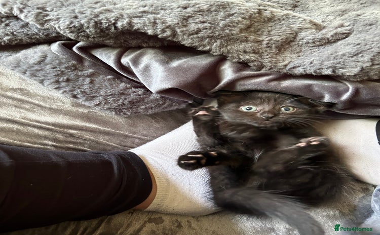 Domestic Shorthair cats - Advert 1