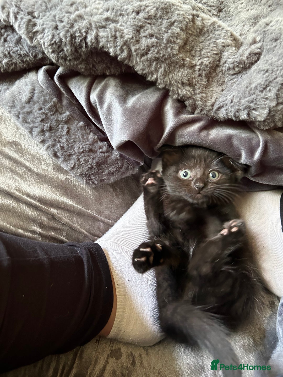 Domestic Shorthair cats for sale: Black kitten - Image 1