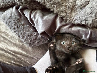 Domestic Shorthair cats - Advert 23