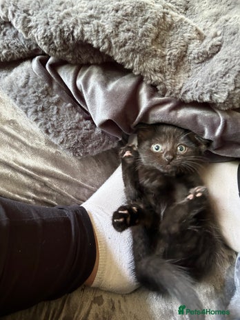 Domestic Shorthair cats - Advert 17