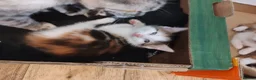 British Shorthair cats for sale: Five stunning kittens available immediately  - Advert 19