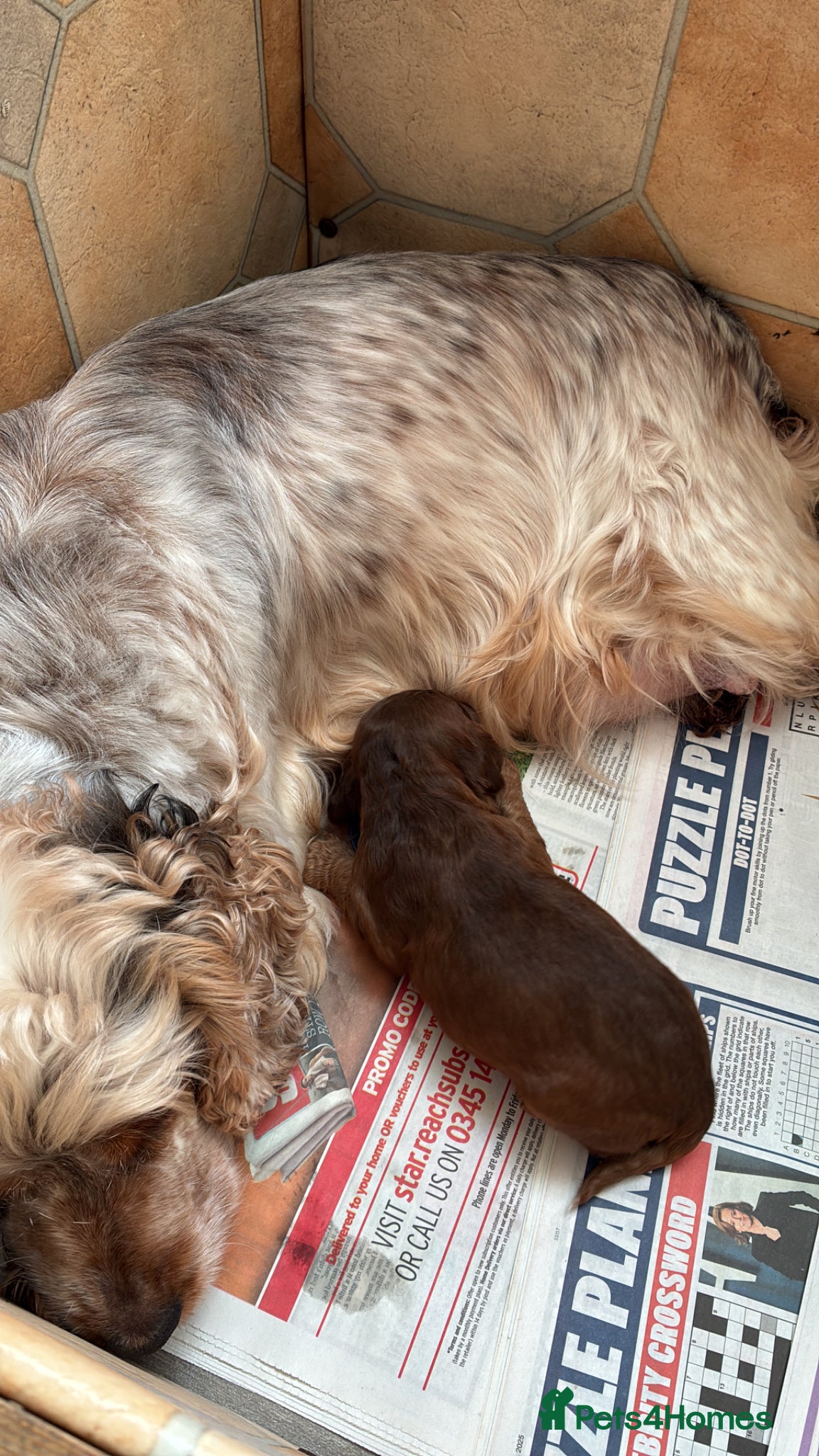 Cockapoo dogs Beautiful Cockerpoo puppies - Advert 1
