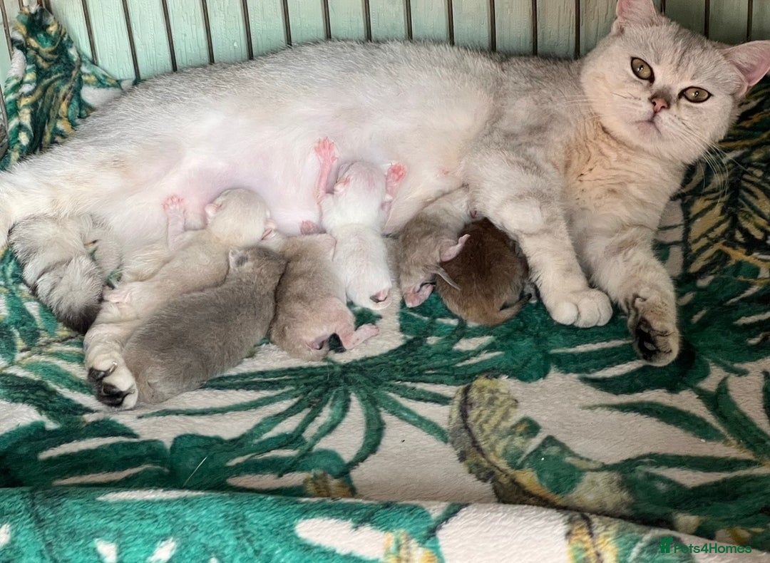 British Shorthair cats for sale: British shorthair kittens golden silver TICA - Image 19