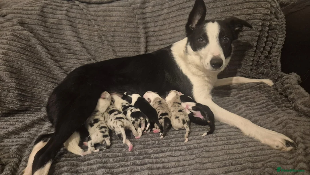 Border Collie dogs for stud: PROVEN! STUD ONLY! Stunning Merle Border Collie. in Coventry - Advert 13