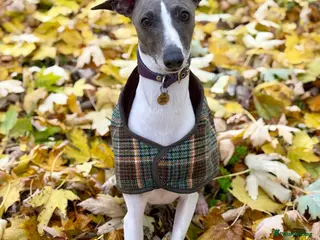 Mixed Breed dogs 7/8 Italian Greyhound, 1/8 Whippet Puppies Due - Advert 15