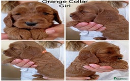 Cockapoo dogs for sale: Stunning F1 Red Miniature - Health Tested Parents - Image 1