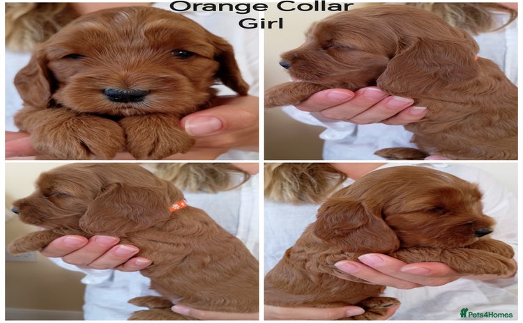 Cockapoo dogs - Advert 11