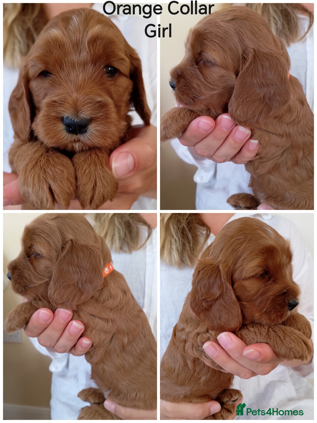 Cockapoo dogs for sale: Stunning F1 Red Miniature - Health Tested Parents - Image 1