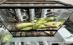 Gecko reptiles for sale: Sunstone Gecko - Image 7