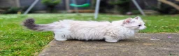 Munchkin cats for sale: Super short legs Munchkin  in Evesham - Advert 19
