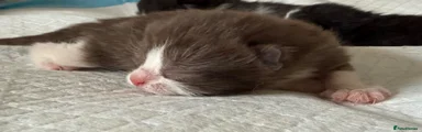 British Shorthair Kitten 4