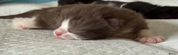 British Shorthair cats for sale: 3/4 British Shorthair 1/4 Mainecoon  - Advert 3