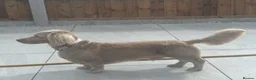 Miniature Dachshund dogs for stud: Long-Haired Miniature Dachshund Stud– Isabella Tan - Advert 13
