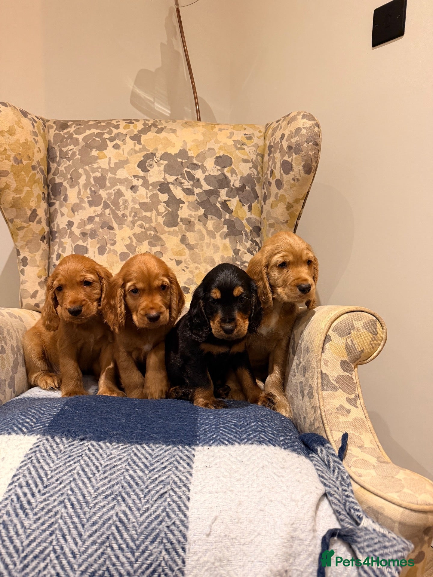 Cocker Spaniel dogs Fantasticly Bred Health Tested Cockers  - Advert 1