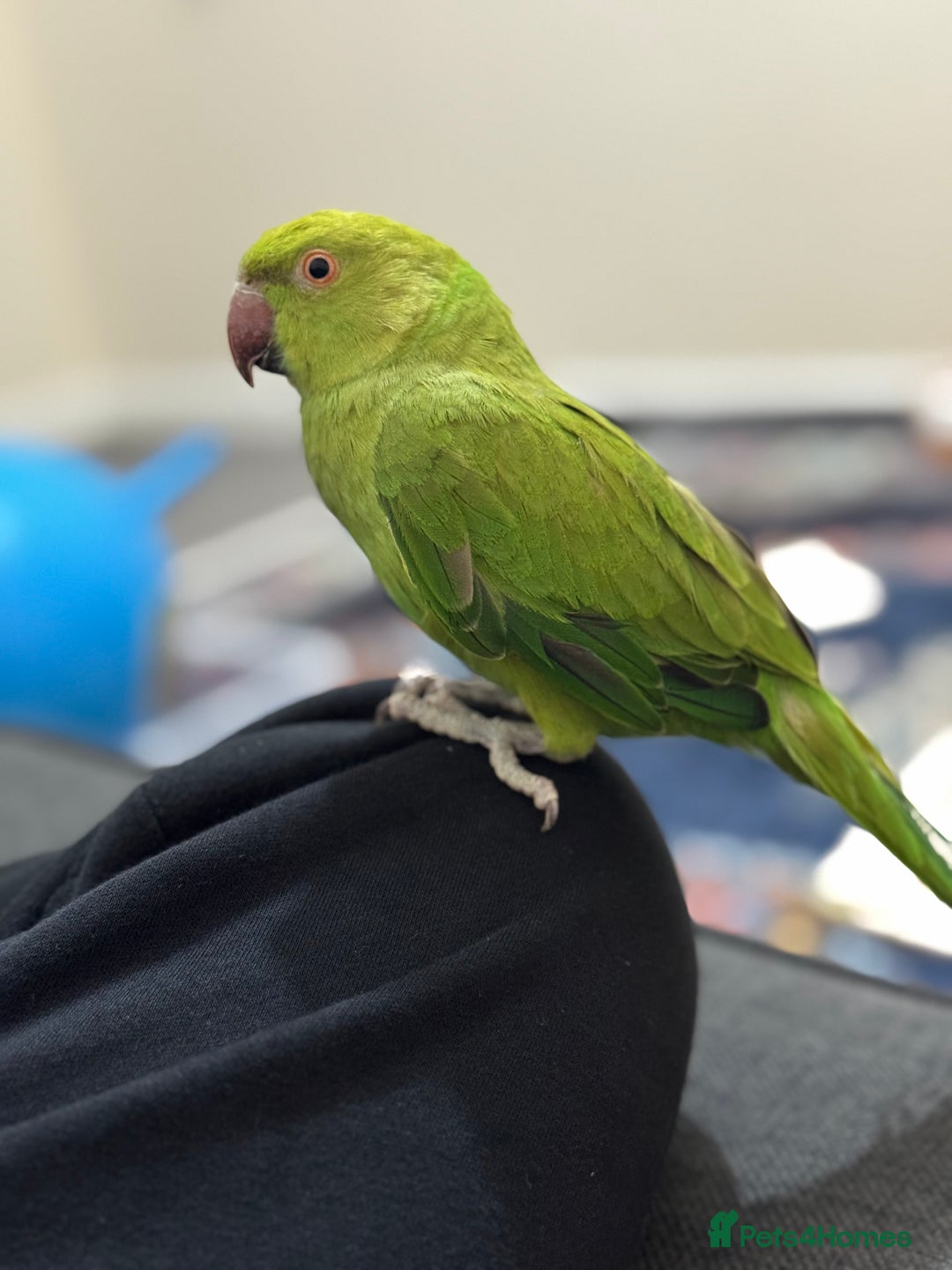 Ringnecks birds for sale: A beautiful Ringneck  - Advert 2