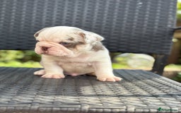 French Bulldog dogs for sale: Beautiful French bulldog puppies Available  - Image 5