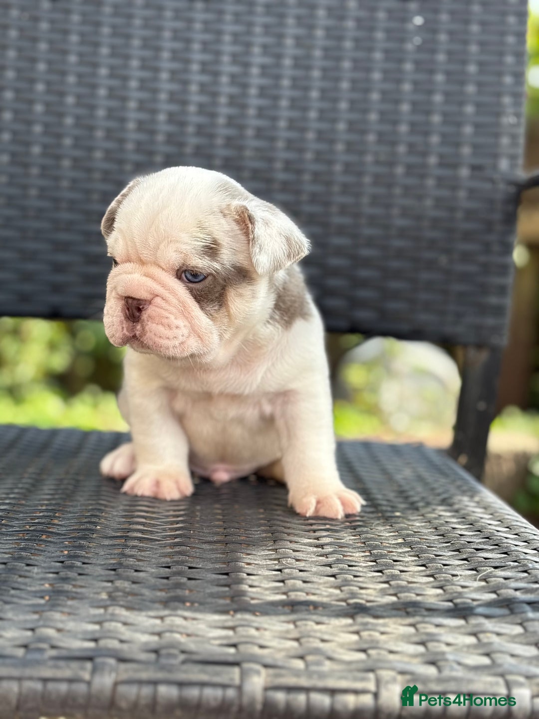 French Bulldog dogs for sale: Beautiful French bulldog puppies Available  - Image 5