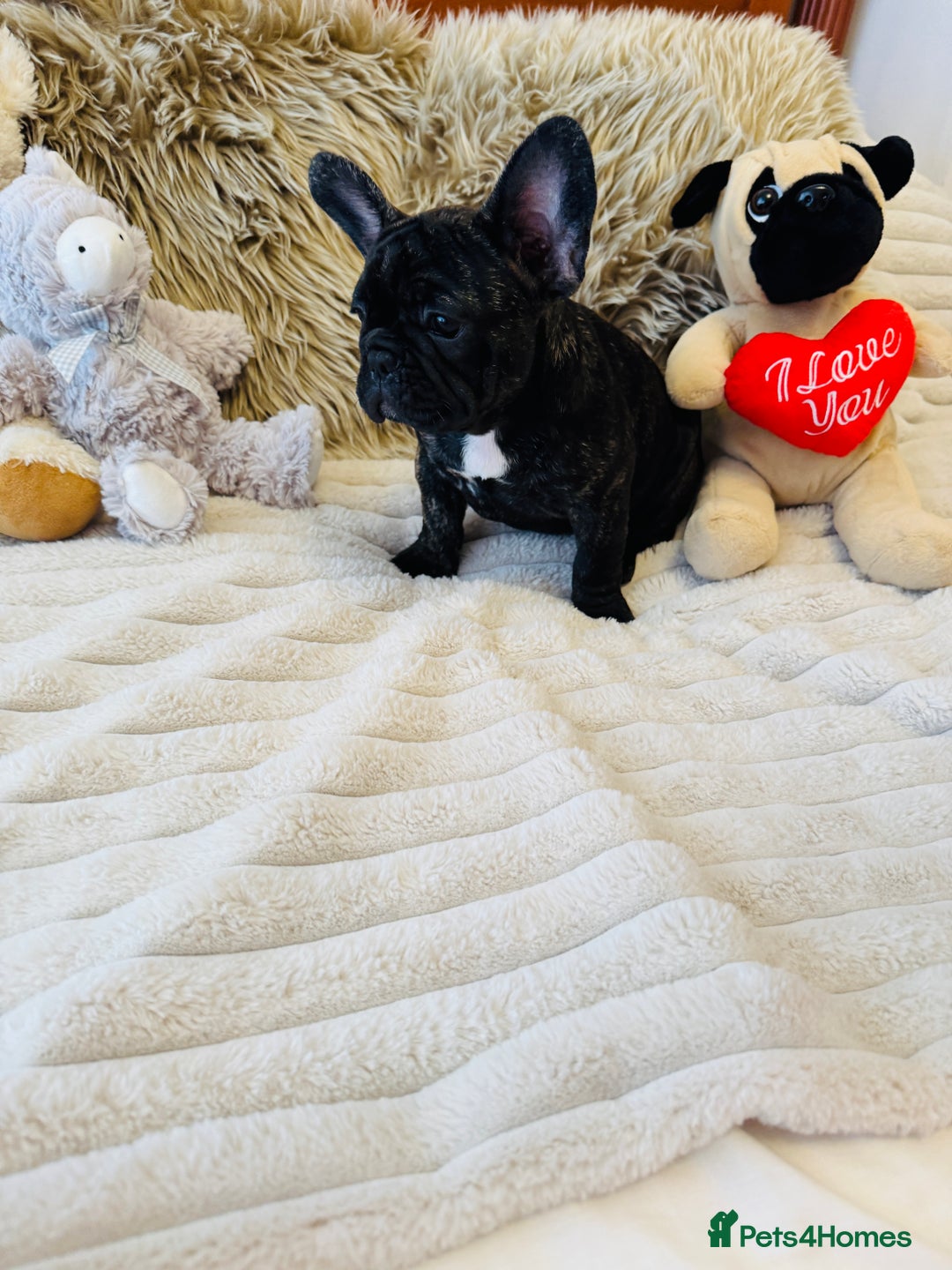 French Bulldog dogs for sale: 🏆KC registered, Standard French Bulldog Puppies🏆 - Image 27