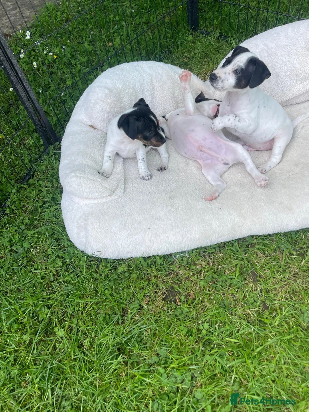 Jack Russell dogs for sale: Beautiful female jack Russell puppy  - Advert 7