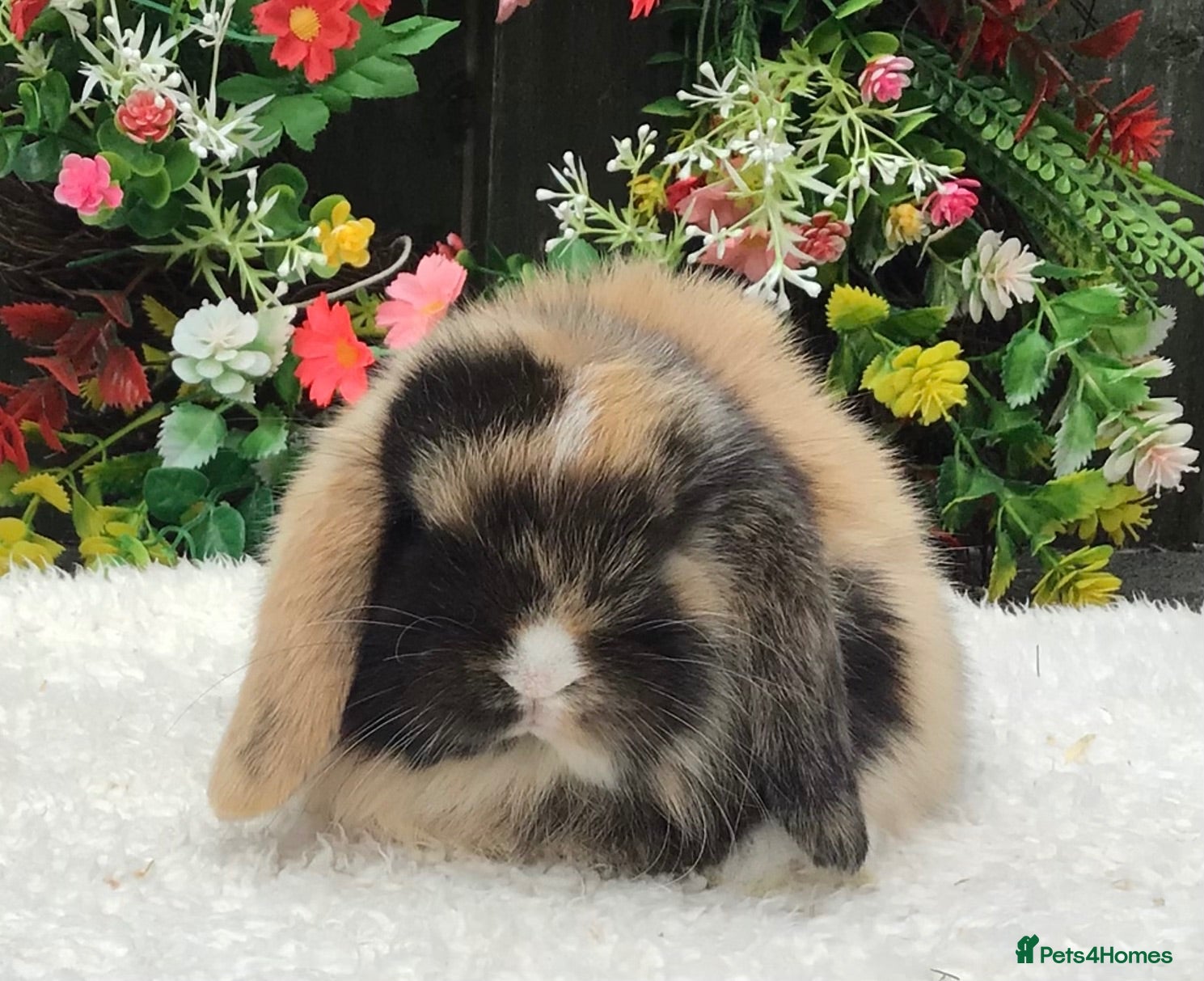 Mini Lop rabbits Mini lop doe - Advert 1