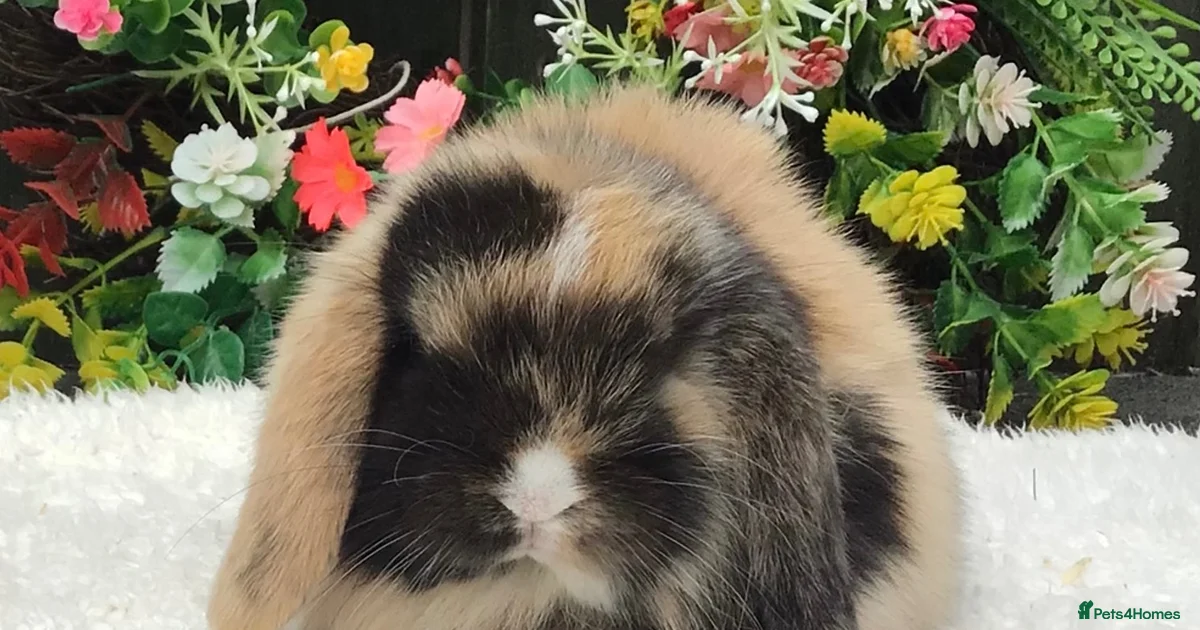 Rabbits for Sale for sale | Pets4Homes