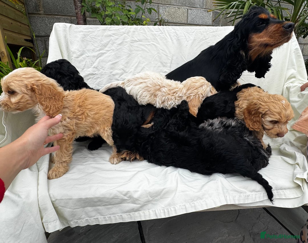 Cockapoo dogs for sale: Cockapoo - Image 3