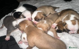 Olde English Bulldogge dogs for sale: Olde English Bulldogge Puppies  - Image 17