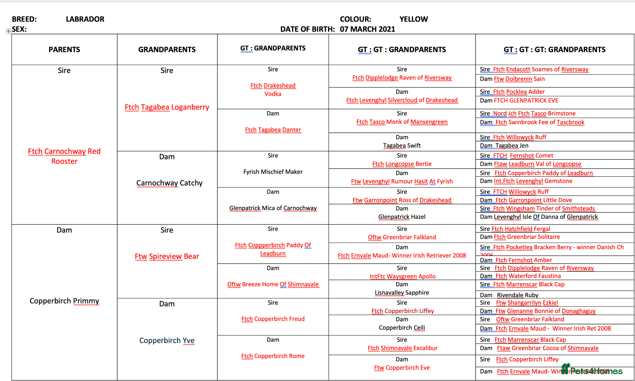 Labrador Retriever dogs FTCH Carnochway Red Rooster x COPPERBIRCH Primmy - Advert 2