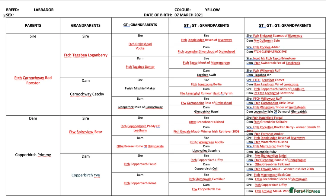 Labrador Retriever dogs for sale: FTCH Carnochway Red Rooster x COPPERBIRCH Primmy - Advert 2