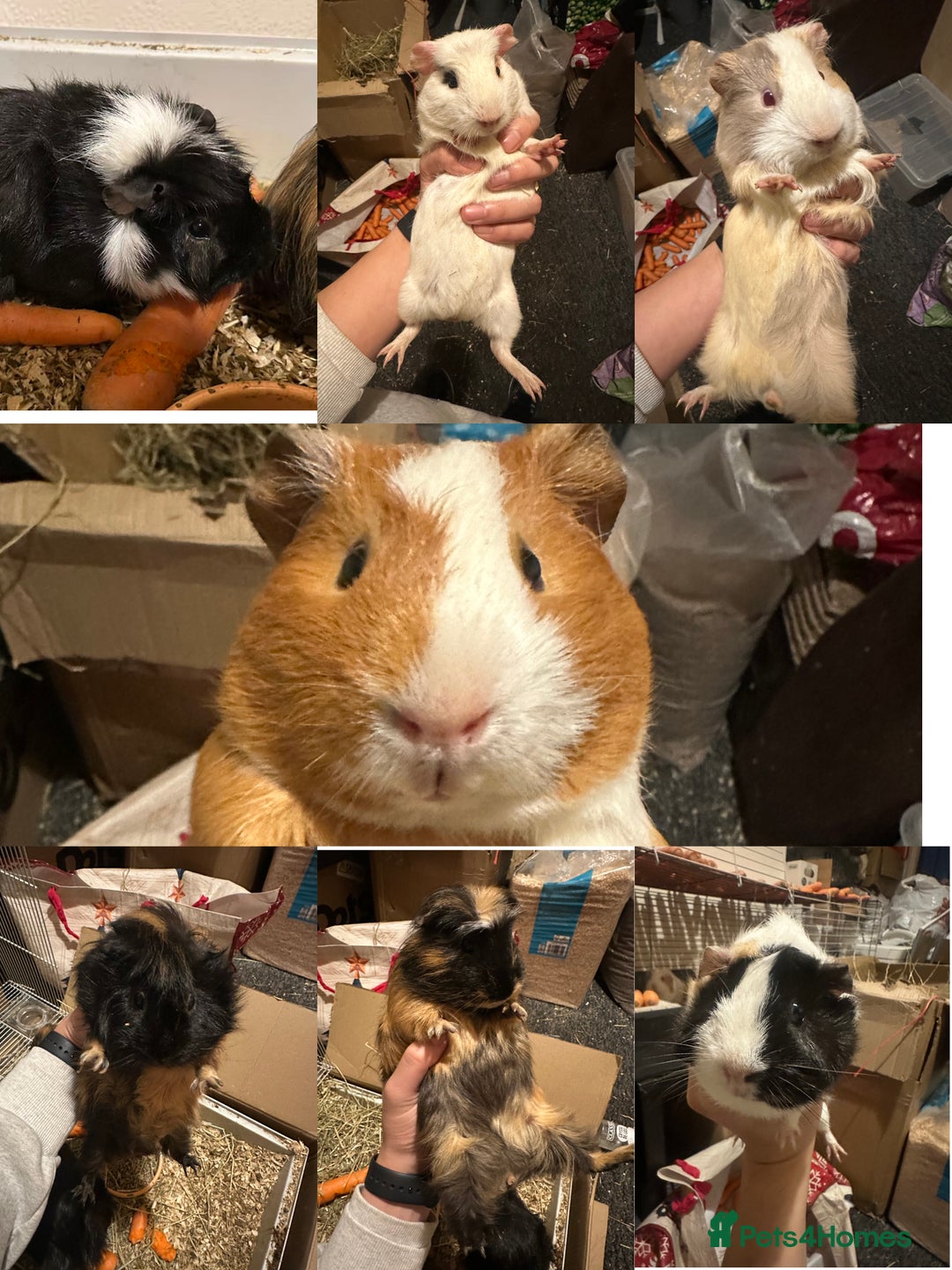 Guinea Pig rodents for sale: Lovely and friendly guinea pigs - Advert 1