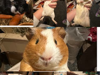 Guinea Pig rodents Lovely and friendly guinea pigs - Advert 12