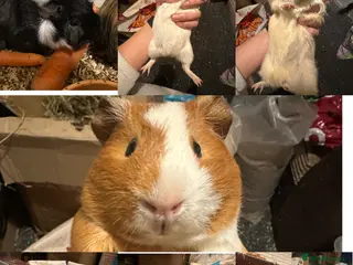 Guinea Pig rodents Lovely and friendly guinea pigs - Advert 21