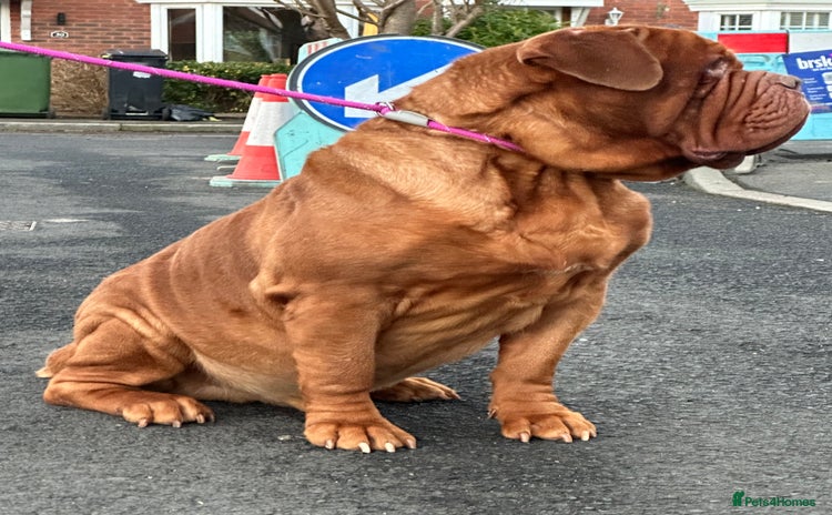 Dogue De Bordeaux dogs - Advert 1