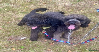 Poodle dogs - Advert 5