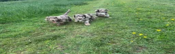 Cockapoo dogs for sale: Stunning Merle Cockapoos. Fully health tested in Romsey - Advert 3