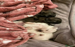 Pomeranian dogs for stud: Gorgeous teddy bears face Pomeranian boy for stud in Boston - Image 16