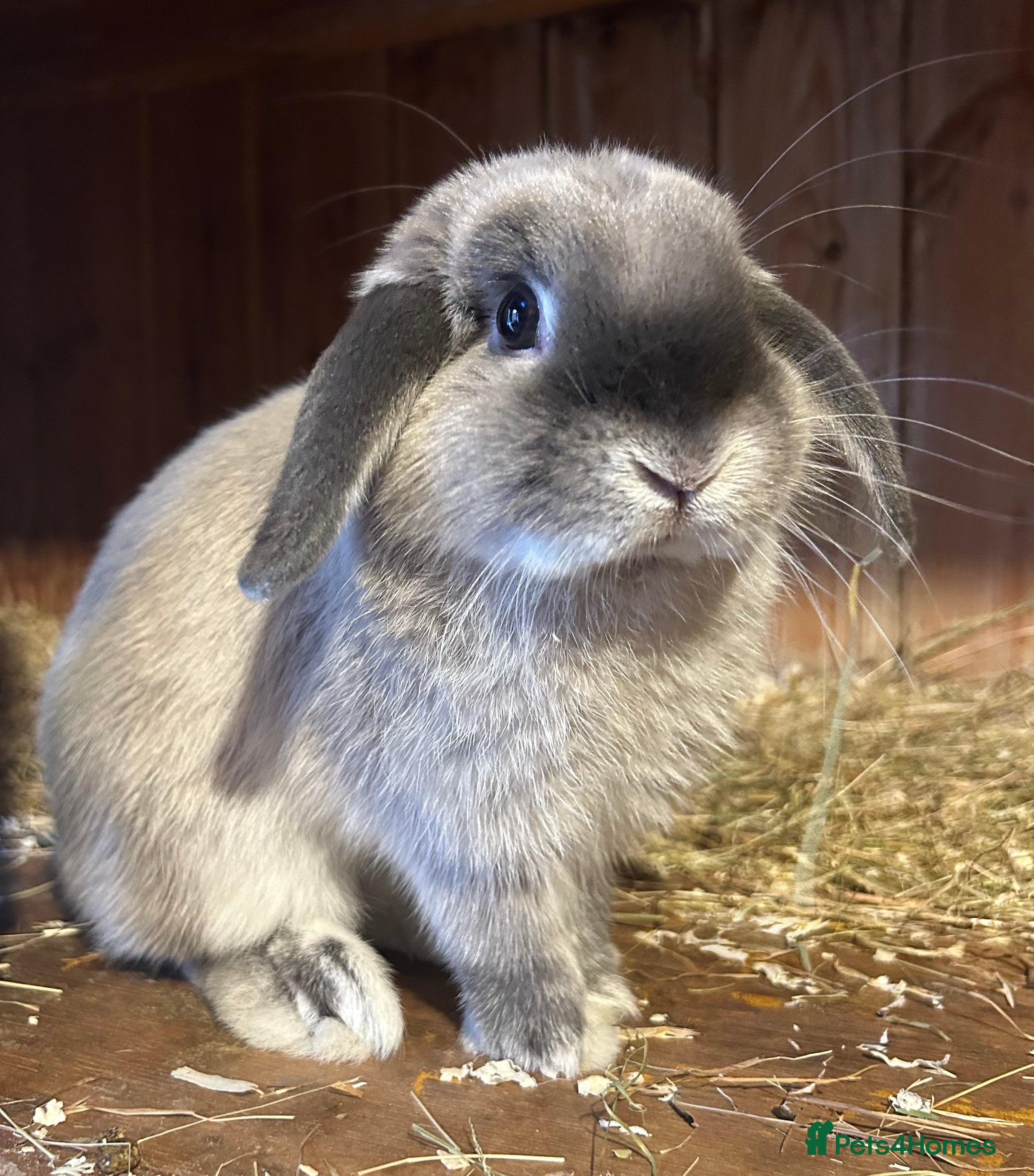 Mini Lop rabbits Adult male mini lop  - Advert 1