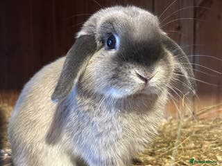 Mini Lop rabbits Adult male mini lop - Advert 2