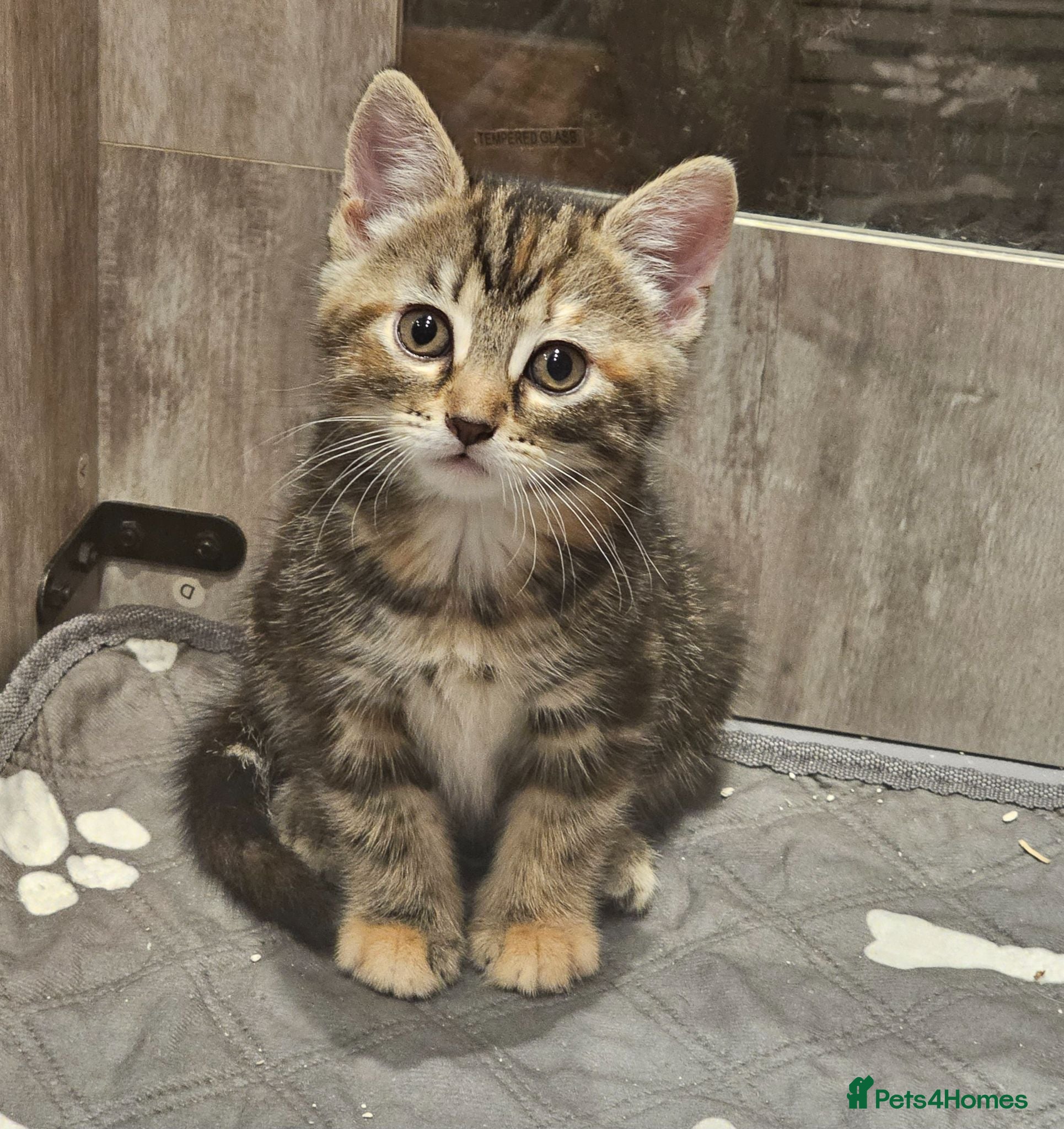 Mixed Breed cats Stunning Long Haired Kittens ONLY 1 LEFT 🐾 💗 - Advert 1
