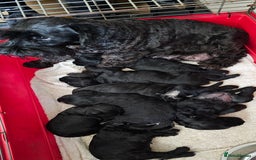 Miniature Schnauzer dogs for sale: Miniature Schnauzer Puppies - 7 Adorable Girls - Image 2
