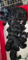 Miniature Schnauzer dogs - Advert 1