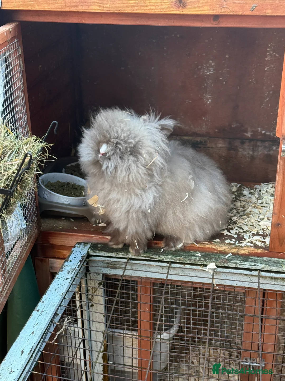 Mixed Breed rabbits for sale: Lionhead x in Stafford - Advert 3