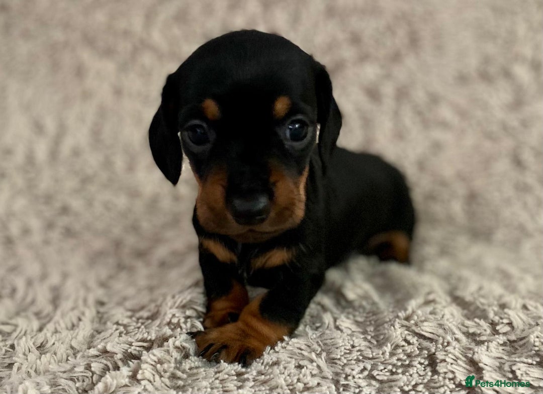 Dachshund dogs for sale: Sausage dachshund puppies  - Image 15