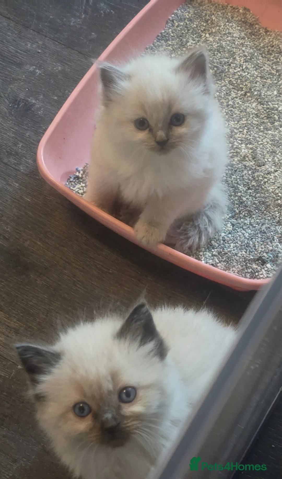 Ragdoll cats for sale: Beautiful ragdoll kittens  - Advert 6