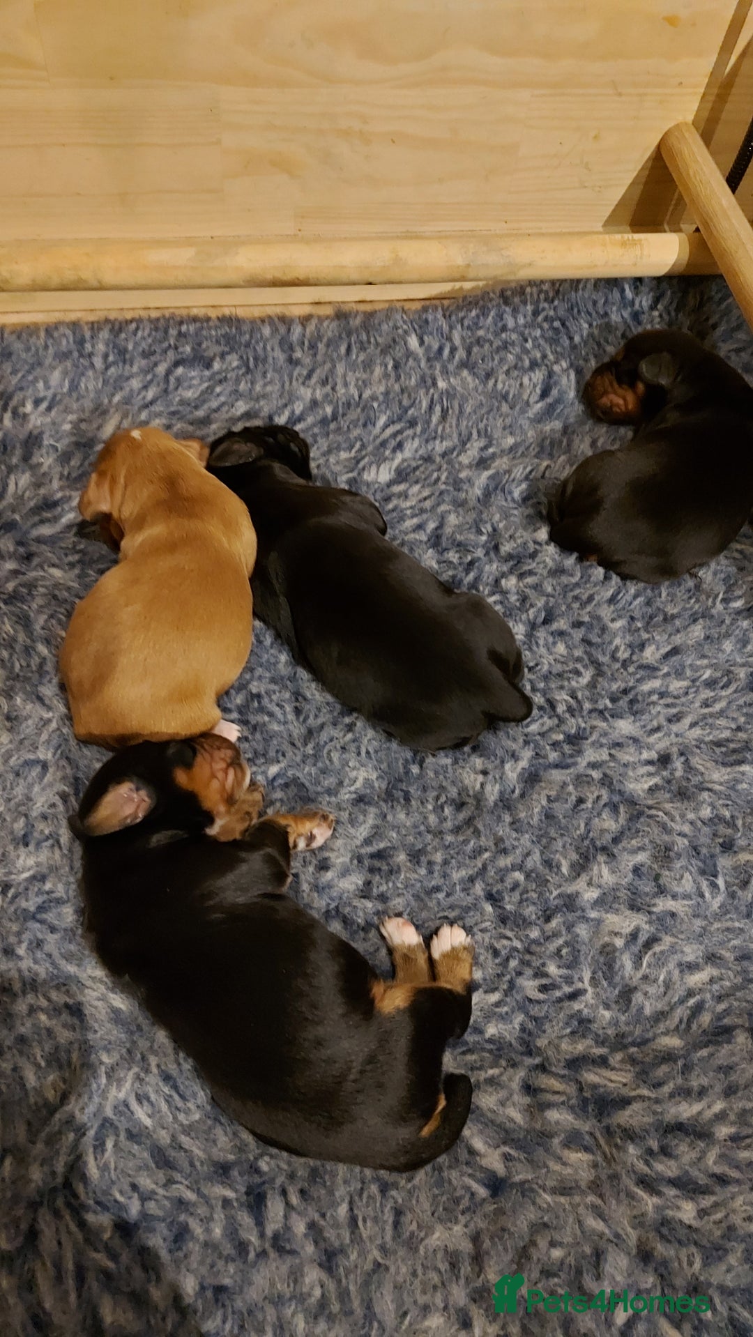 Cocker Spaniel dogs for sale: KC Registered Working Cocker Puppies  - Advert 4