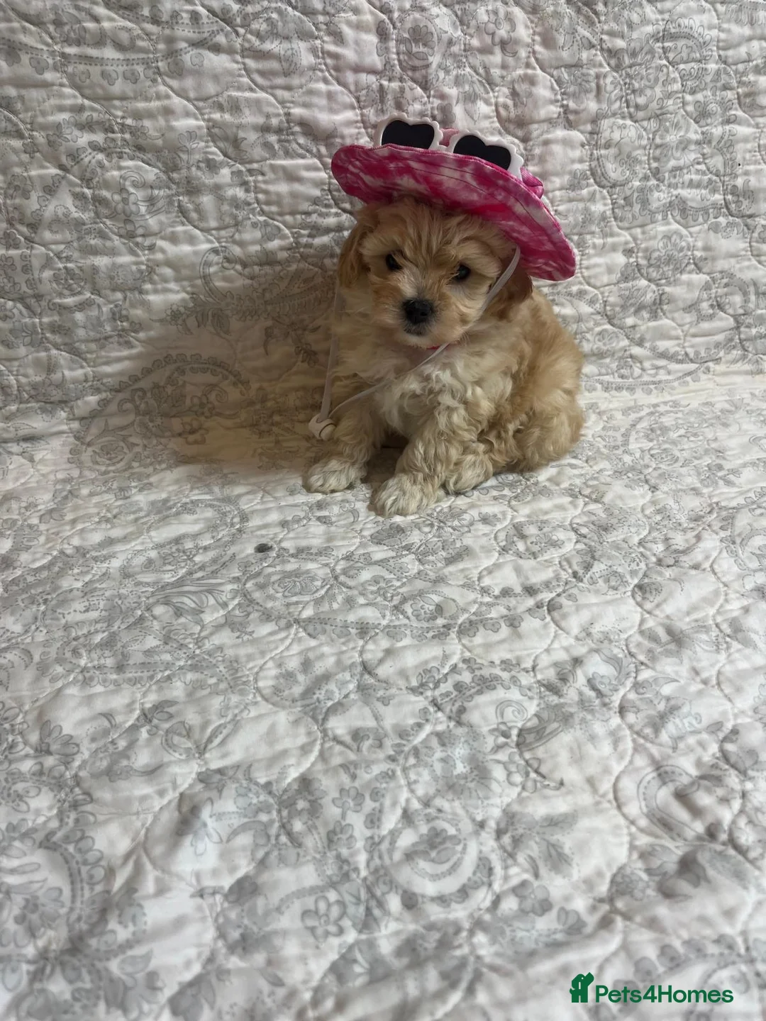 Maltipoo dogs for sale: 🤩 4 stunning f1 Maltipoo 🤩 - Advert 5