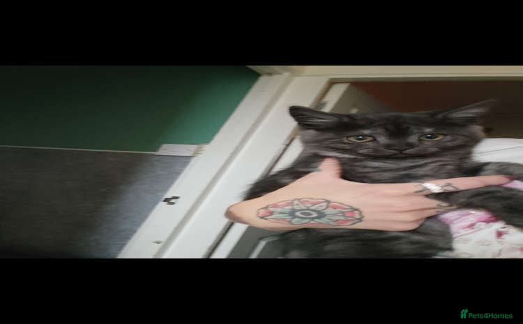 Mixed Breed cats Scottish fold kitten for sale £80 - Advert 9