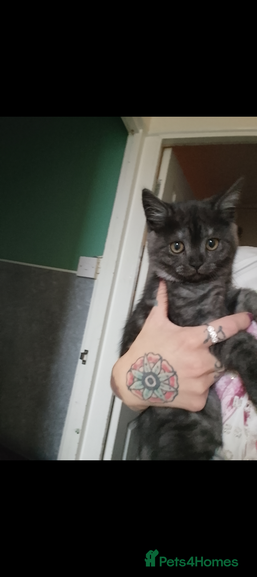 Mixed Breed cats for sale: Scottish fold kitten for sale £80 - Advert 1